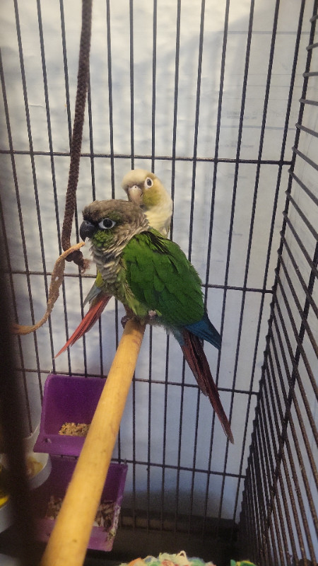 Conure joue vert dans Oiseaux à adopter  à Laval/Rive Nord - Image 4