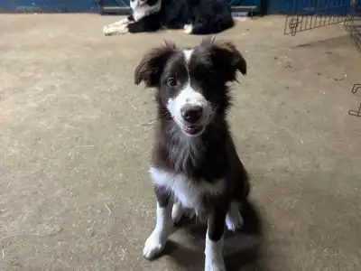 Chiots Border Collie, View more