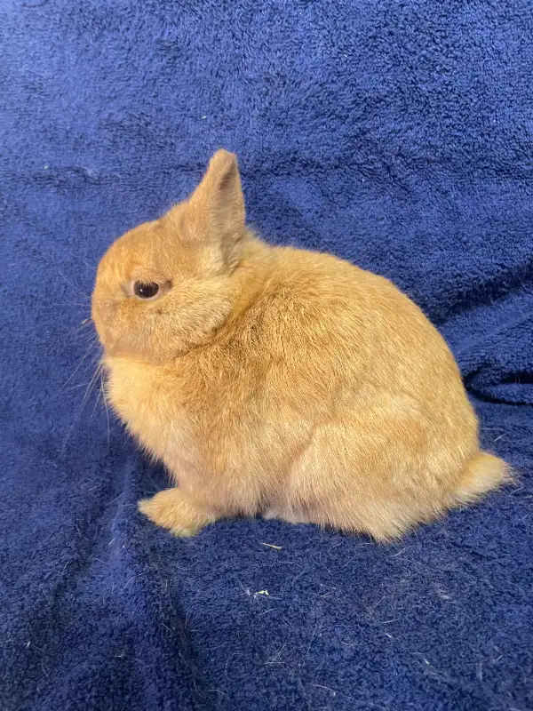 EXTRAORDINARY Netherland dwarf, Holland lop, mini Rex, lionhead | Small ...
