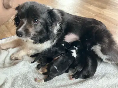 Toy Papillon Mini Aussie puppies, View more