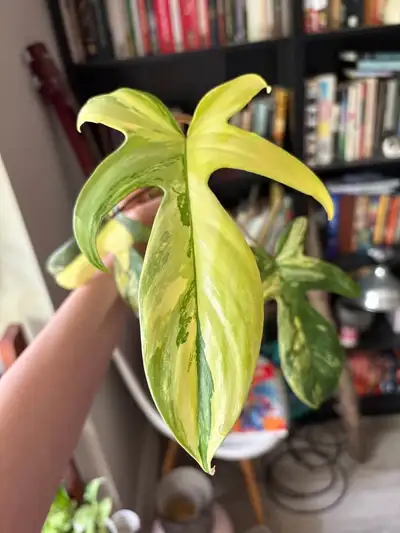 Selling a rooted cutting from a highly variegated mother plant! Actively growing in water and ready...