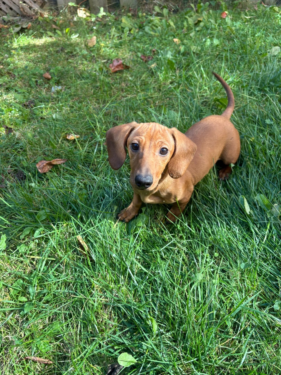 Mini Dachshund Puppies | Dogs & Puppies for Rehoming | Mississauga ...