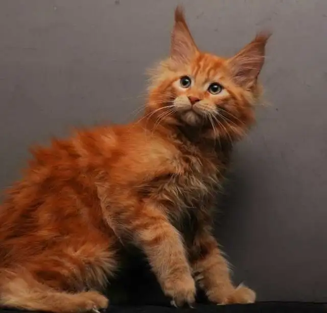 VORTEX- GORGEOUS RED MAINE COON male (WCF)