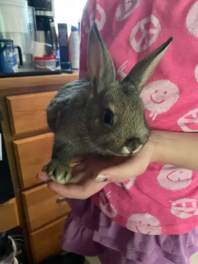 mini Rex babies, View more