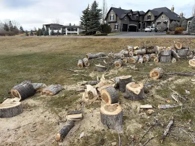 Free firewood in nw Calgary. Poplar cut to length. Call joey 4033059003.
