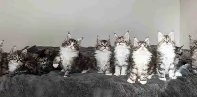 Réservation sur liste d’attente, naissance prévu le 28 mars . Les parents testés sont sur place. Cha...