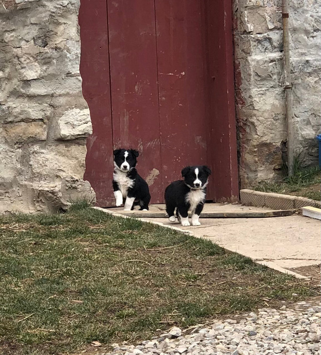 Purebred border collie puppies  in Dogs & Puppies for Rehoming in Brantford - Image 3
