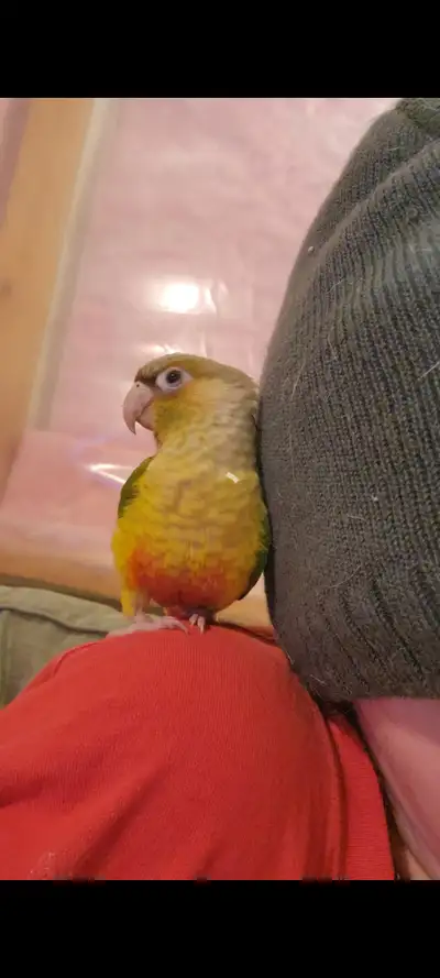 Pineapple cheek conure, View more