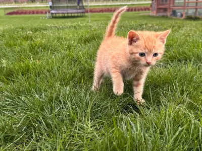 Adorable Child Friendly Kittens , View more