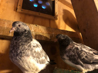 Pakistani pigeons 