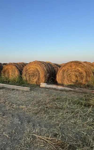 For sale: 2024 wheat green feed bales. Bales are approx 1250 lbs. $60 per bale. Feed test in picture...
