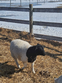 Dorper ewe lambs  Born 20.09.23.  