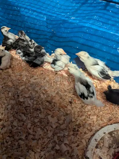 3 week old serama chicks, beautiful little bantams low maintenance! lots to choose, from looking for...