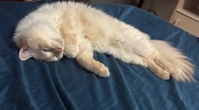 Chatte Ragdoll à adopter