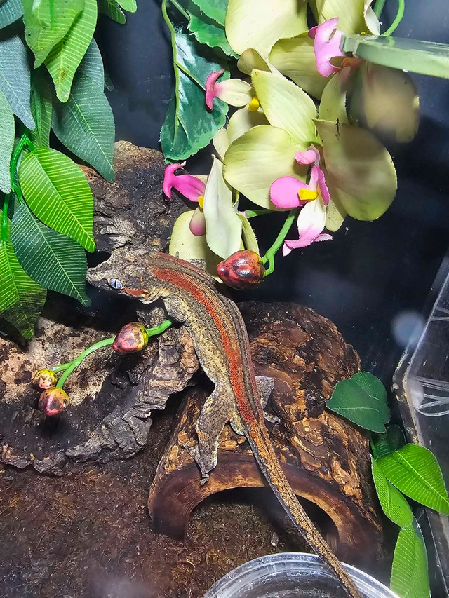 rtb adult gargoyle gecko in Reptiles & Amphibians for Rehoming in Edmonton