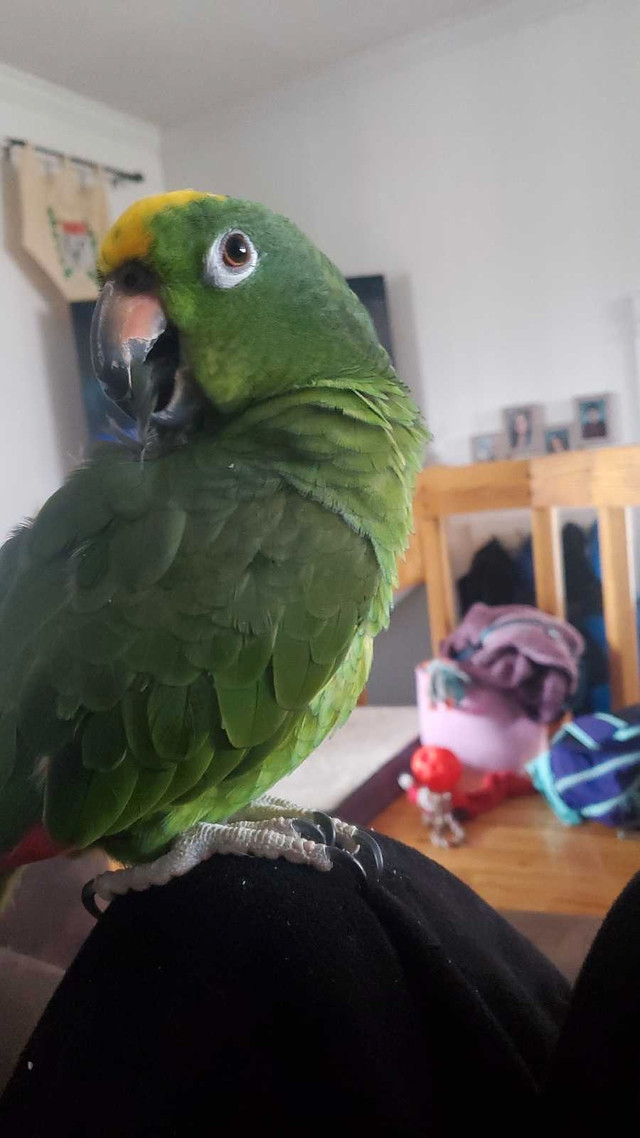 Amazone perroquet  dans Oiseaux à adopter  à Laval/Rive Nord - Image 4
