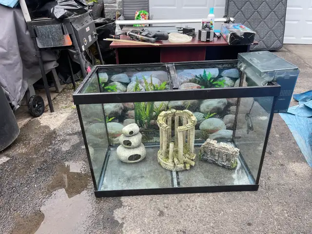 fish tank  in Fish for Rehoming in City of Toronto - Image 2