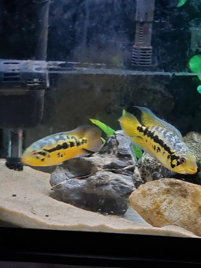 yellowjacket cichlids in Fish for Rehoming in St. Catharines - Image 6