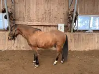 Pony Gelding