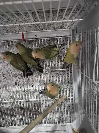 5 bébés inséparables, View more