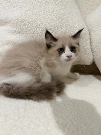 Adorable Ragdoll Kittens Looking for Loving Homes! , View more