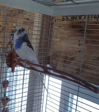 Male Budgie 