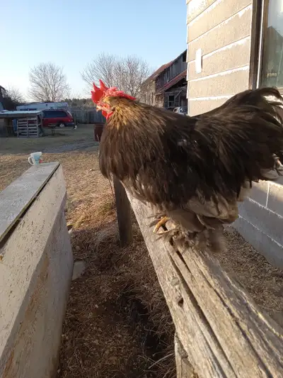 Roo is from New Jersey and the hens are smooth silkie, blue cochin, buff cochin, blue silkie and a s...