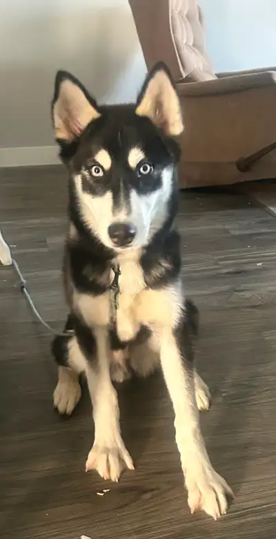 Husky 6 months, View more