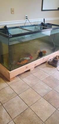 Koi and goldfish need rehoming...