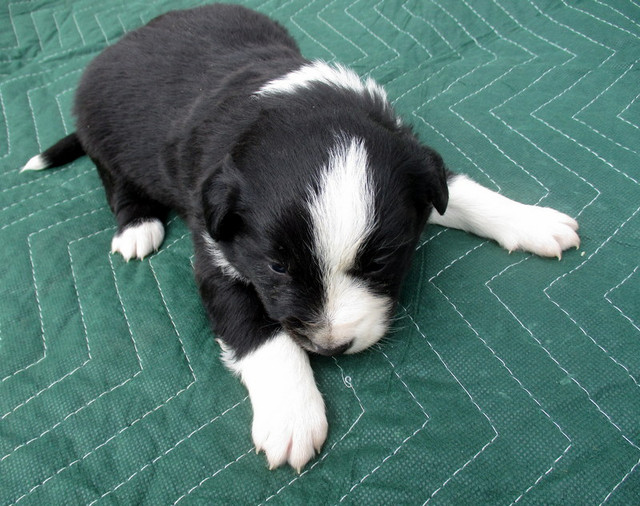 Australian Shepherd x Border collie pups ready mid June in Dogs & Puppies for Rehoming in Kamloops - Image 2
