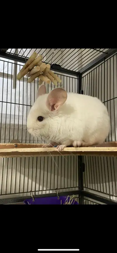 Female Chinchilla, View more