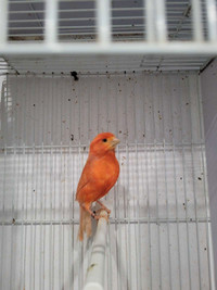 Mâle canari rouge 