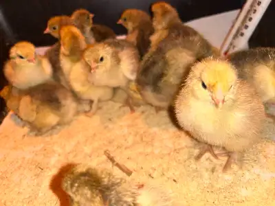 We have 23 Buff Brahma chicks. Hatched on May 30. More coming early next week. Located near Neilburg...