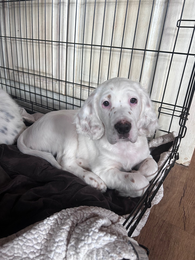 English Setter Puppies in Dogs & Puppies for Rehoming in North Bay - Image 3
