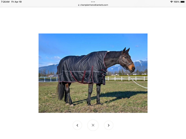 Horse Rain Sheet in Equestrian & Livestock Accessories in Sudbury