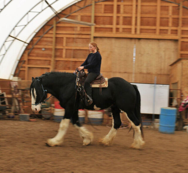 Experienced, Quality horse training & coaching in Horses & Ponies for Rehoming in Edmonton