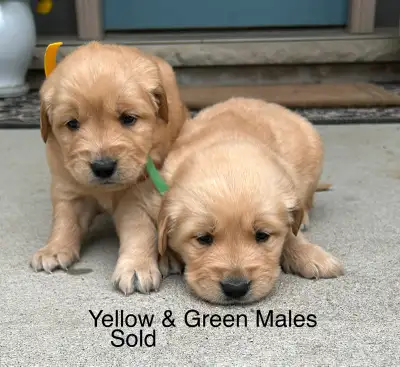 Golden Retriever Puppies, View more