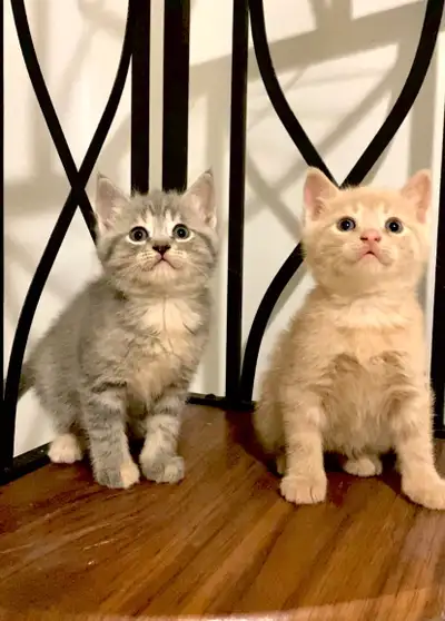 Beautiful kittens, View more