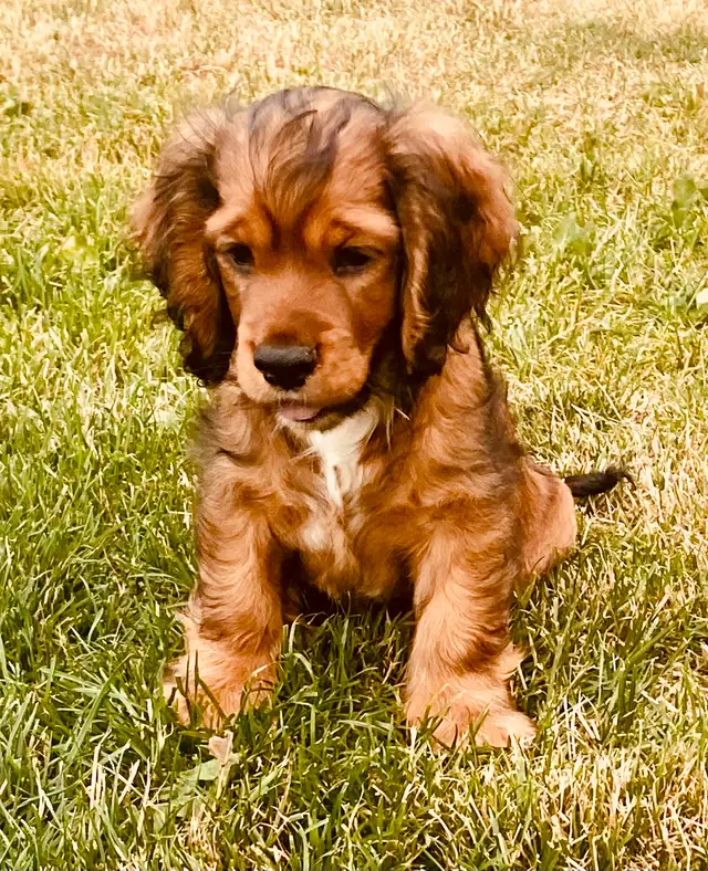 Purebred American Cocker Spaniel Puppies in Dogs & Puppies for Rehoming in Oshawa / Durham Region - Image 5