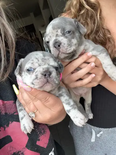 French bulldog pups for sale Isabella potentially a brindle girl Blue boy Blue Merle’s girl left boy...