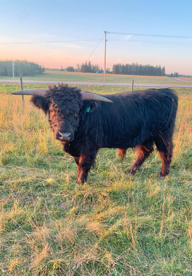 Highland Bull in Livestock in Red Deer