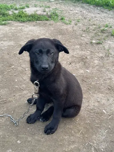 Chiot labrador X berger allemand, View more