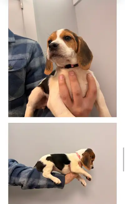 Beagle Puppies for SALE - PURE BREAD, View more