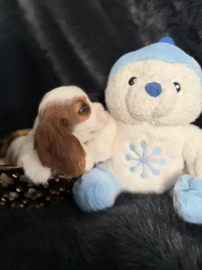 Cavalier King Charles Spaniel Puppies, View more