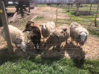 5 katahdin/dorper ewes 