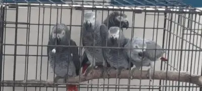 Beautiful African Grey Parrots available, View more