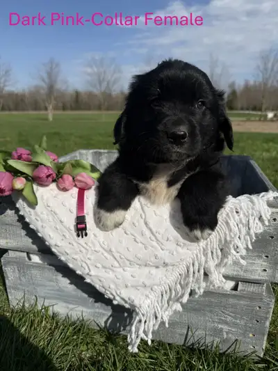Gentle Giant Golden Newfie Puppies - Ready for Loving Homes, View more