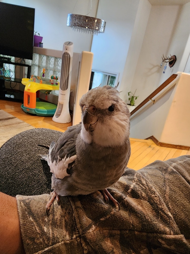 6 month old cockatiel Birds for Rehoming Edmonton Kijiji
