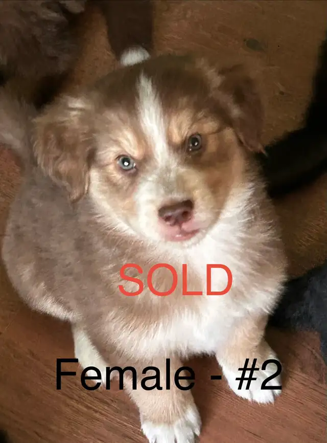 Adorable Husky / Bernese Puppies in Dogs & Puppies for Rehoming in Owen Sound - Image 4