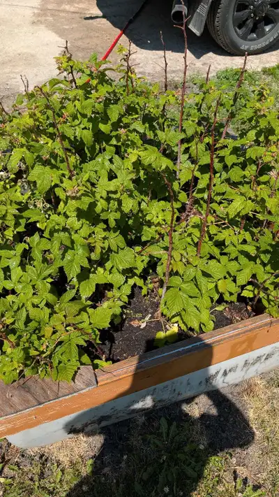 plants raspberries , View more